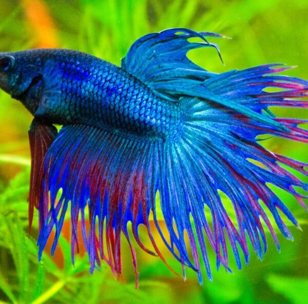 betta3
